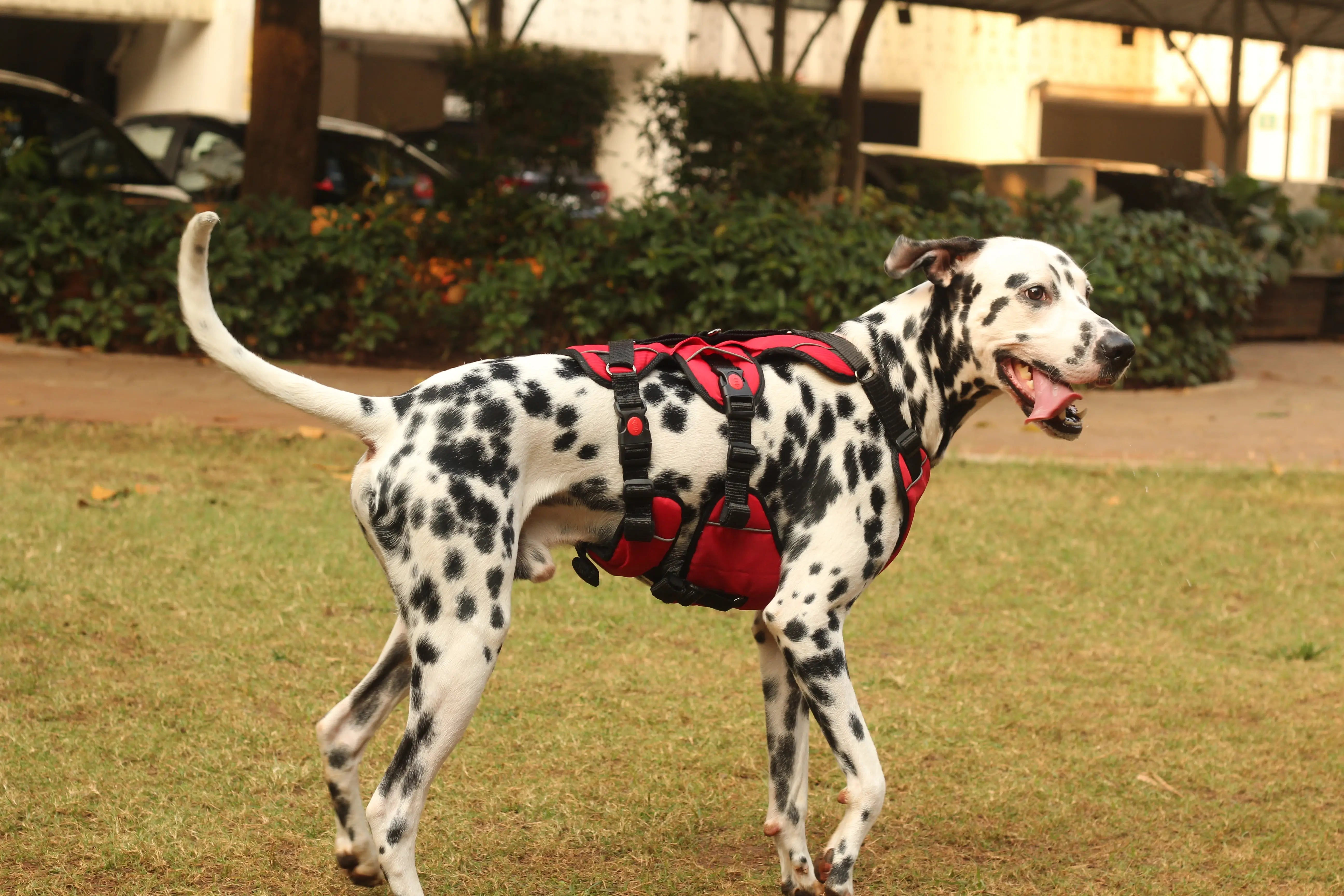 How did I prevent my anxious dog from escaping the harness Zoof Pets