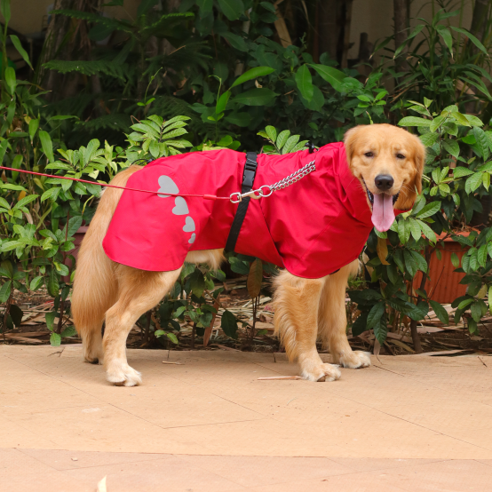 Golden retriever hot sale in raincoat