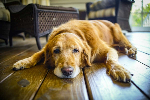 5 Upgrades to Make Your Home Even More Senior Dog Friendly