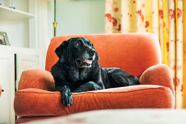 How to make your home safe and comfy for your senior dog?