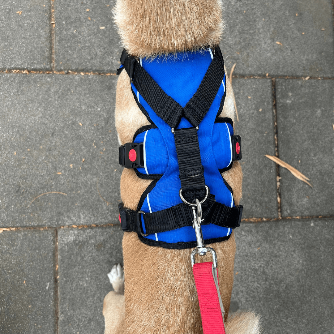 Best harness for fluffy dogs best sale