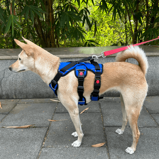 Buy Escape Proof Dog Harness by Zoof Pets Free Size consult