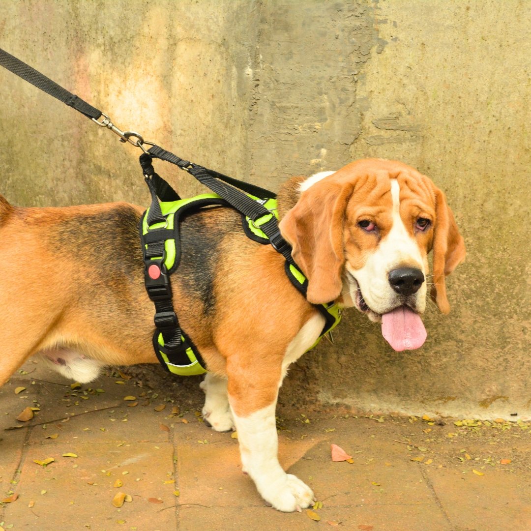 Zoof Comfort Fit Dog Harness