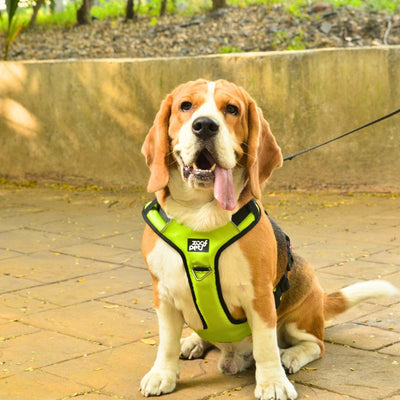 Zoof Comfort Fit Dog Harness