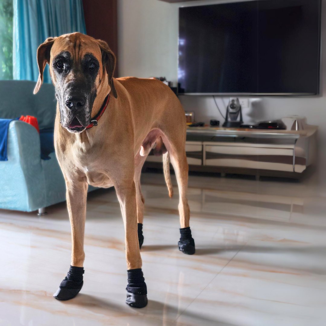 Dog boots for great danes best sale