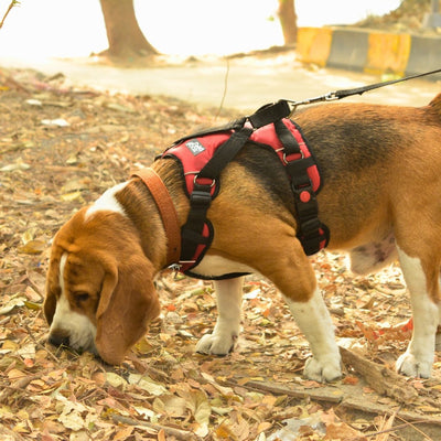 Zoof Comfort Fit Dog Harness