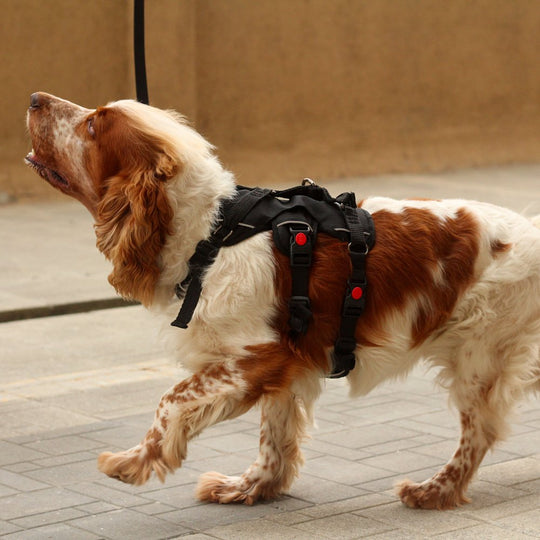 Escape proof dog harness hotsell