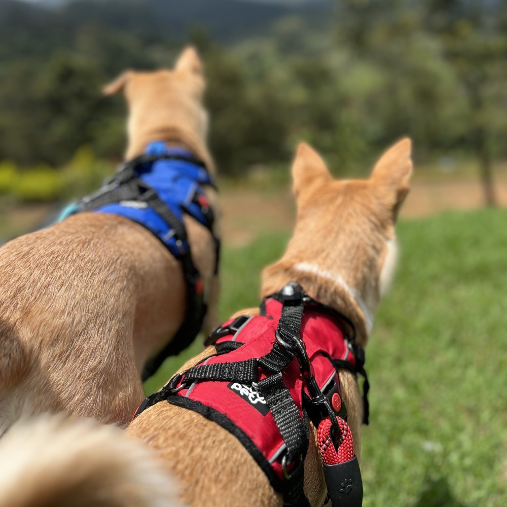 Best dog harness for escape artists best sale