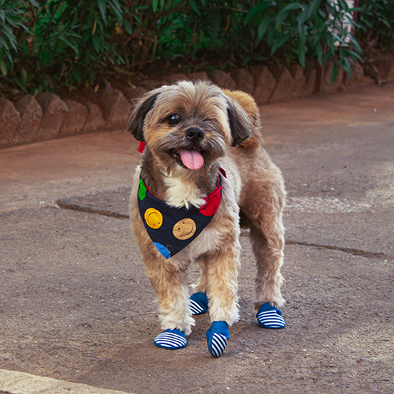 Zoof Boots Zoof Pets