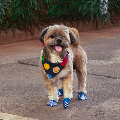 Dog Shoes – Zoof Pets