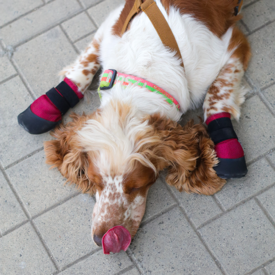 Dog shoes for cocker spaniel hotsell