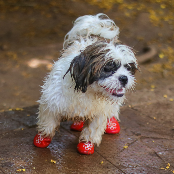 Cute dog boots best sale