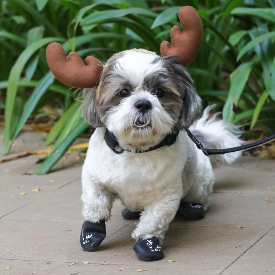 Boots for shih tzu dogs hotsell